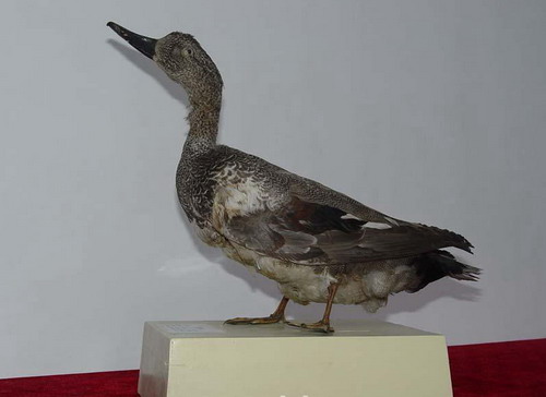 家鴨剝制標(biāo)本